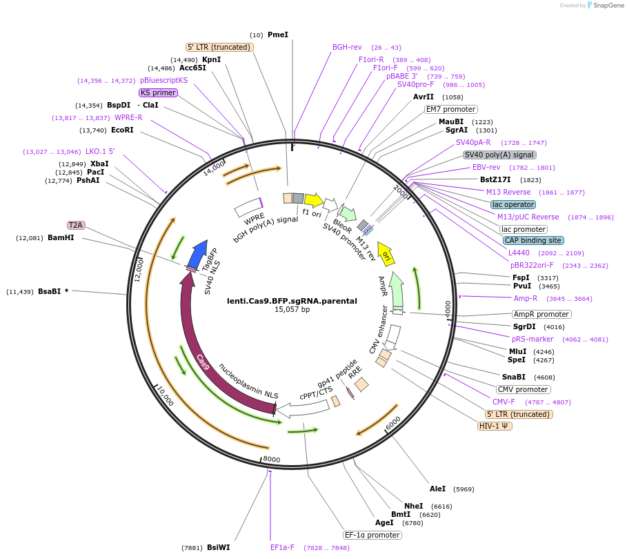 196715-plasmid-map-sequence-id-389692