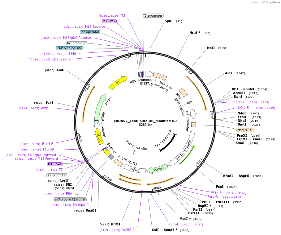 196723-plasmid-map-sequence-id-389696