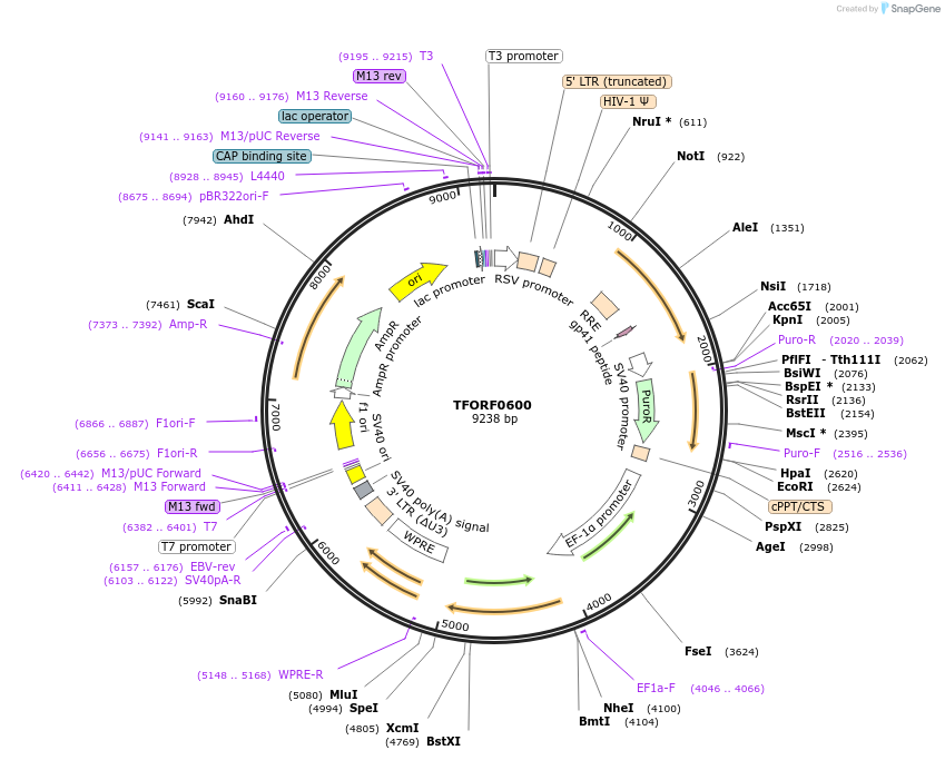 141644-plasmid-map-sequence-id-389703