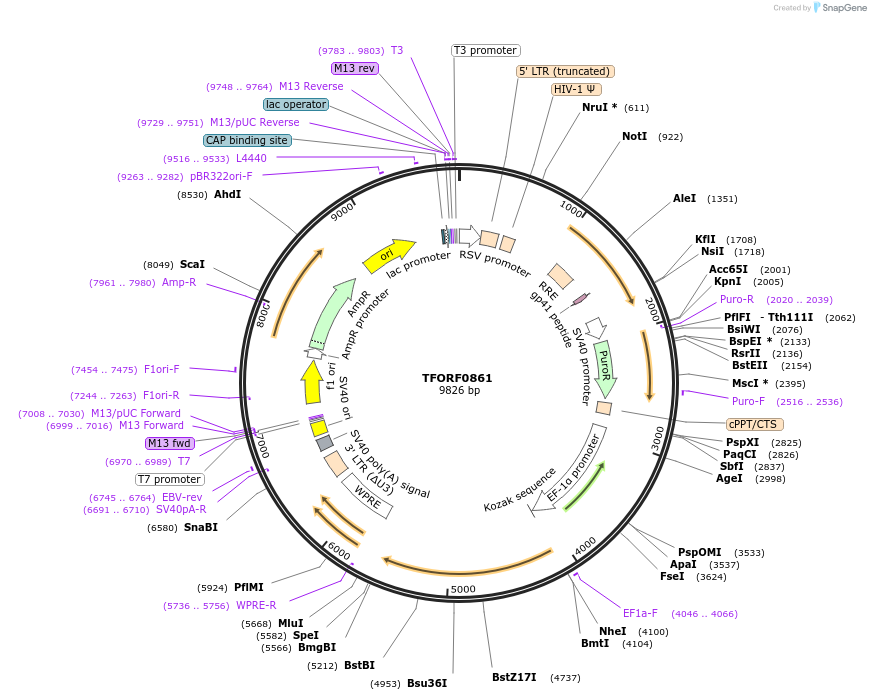 141740-plasmid-map-sequence-id-389706