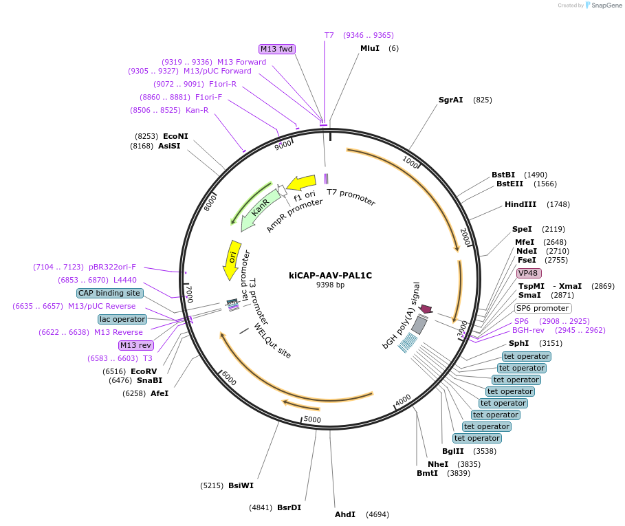 196685-plasmid-map-sequence-id-389718
