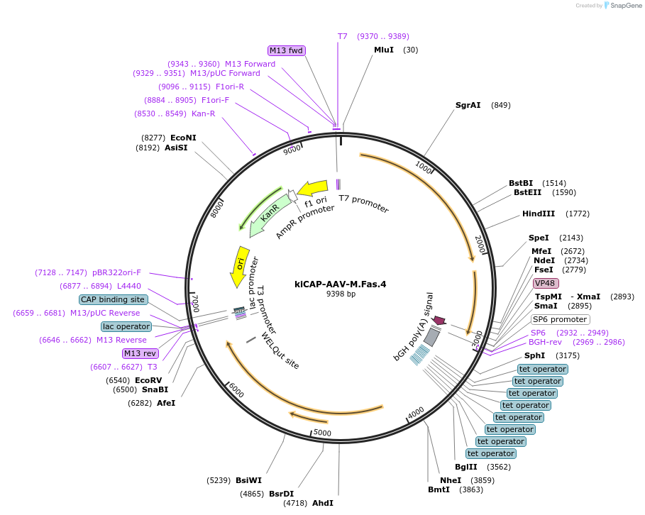 196690-plasmid-map-sequence-id-389719