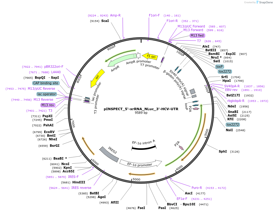 197265-plasmid-map-sequence-id-389723