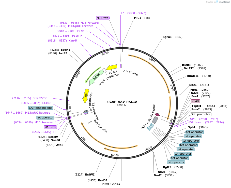 196683-plasmid-map-sequence-id-389740