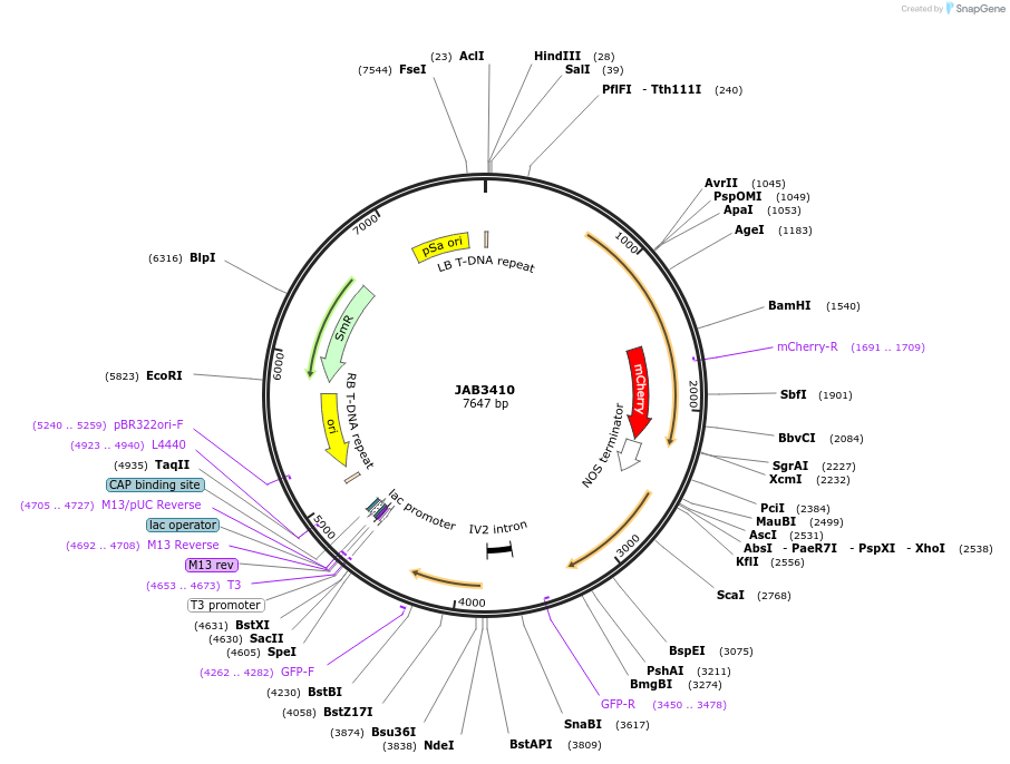 190410-plasmid-map-sequence-id-389754
