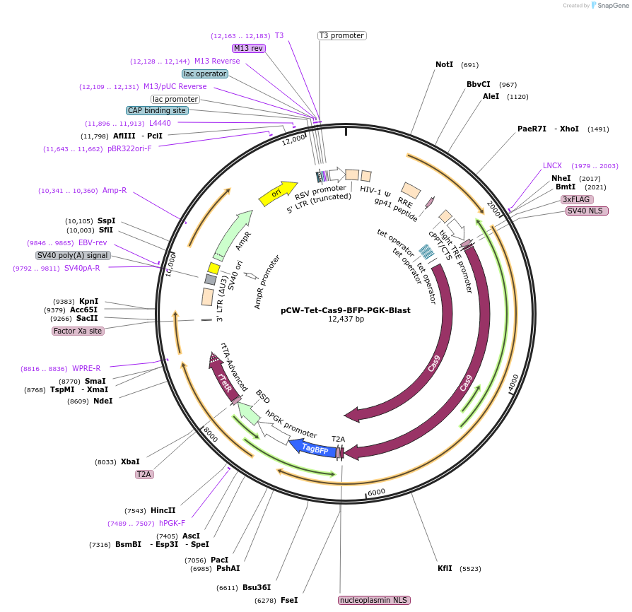 196720-plasmid-map-sequence-id-389756