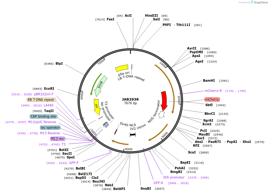 190395-plasmid-map-sequence-id-389759