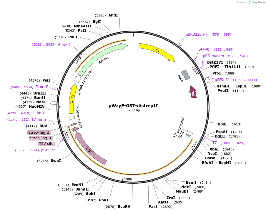 196666-plasmid-map-sequence-id-389760