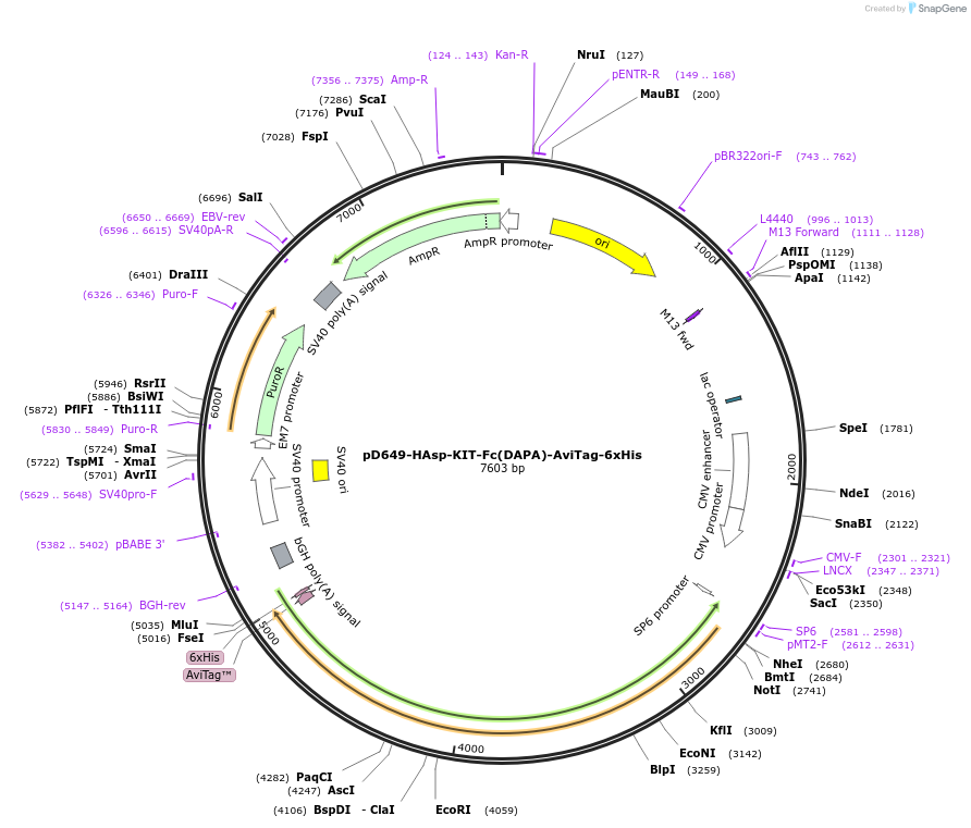 156885-plasmid-map-sequence-id-389764