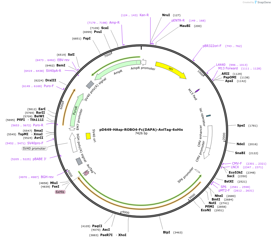 156864-plasmid-map-sequence-id-389766