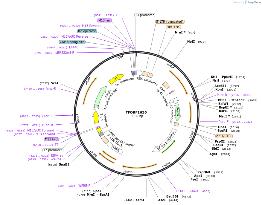 141856-plasmid-map-sequence-id-389795