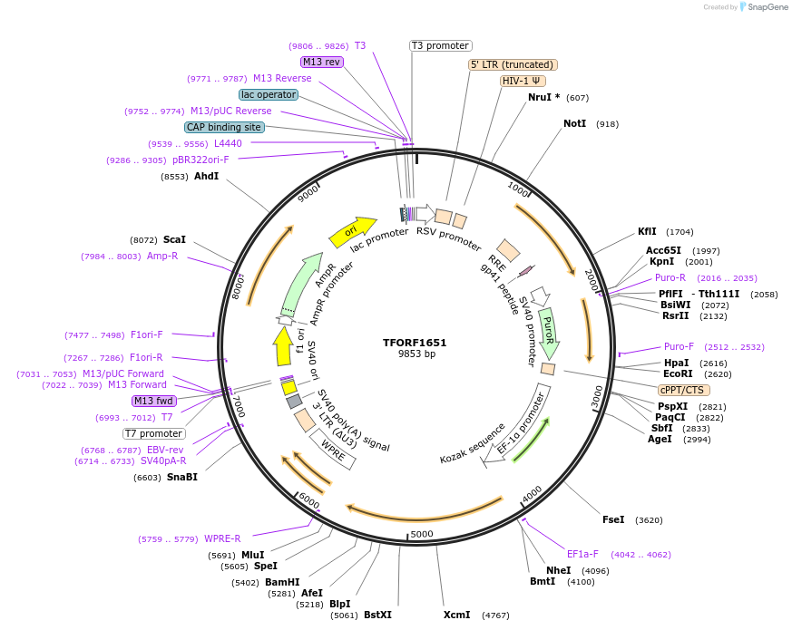 141860-plasmid-map-sequence-id-389796