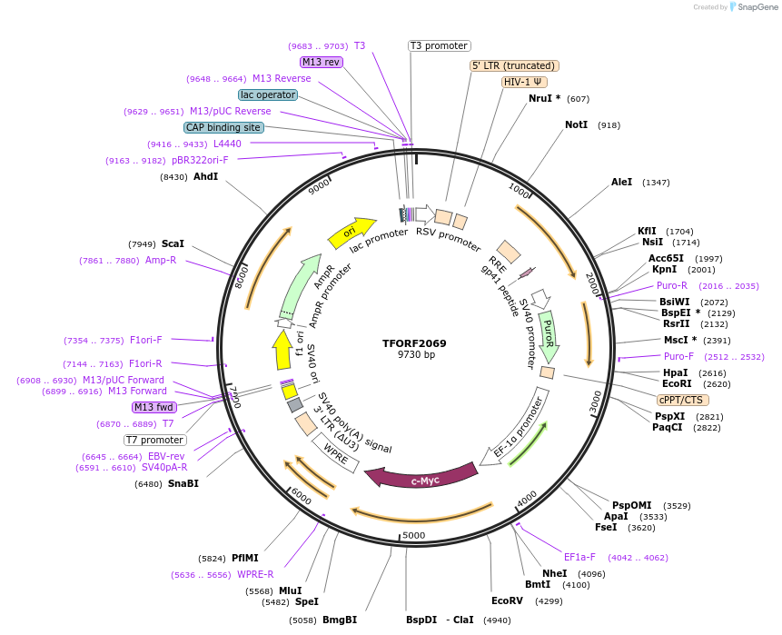 141902-plasmid-map-sequence-id-389798