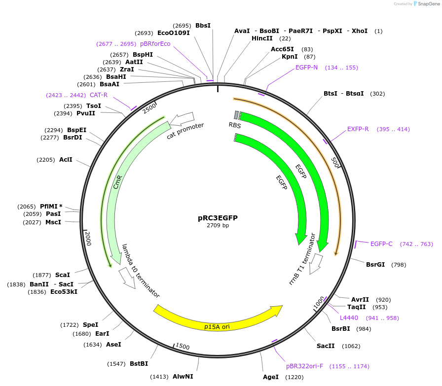 193790-plasmid-map-sequence-id-389806