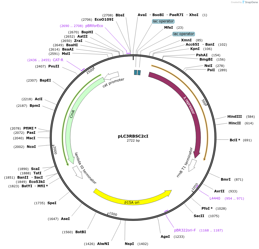 193775-plasmid-map-sequence-id-389807