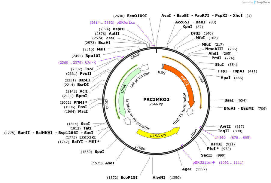193757-plasmid-map-sequence-id-389808