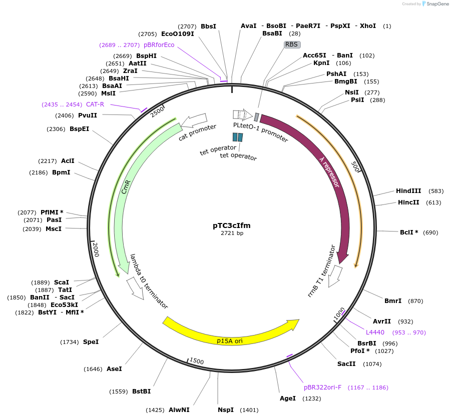 193778-plasmid-map-sequence-id-389809