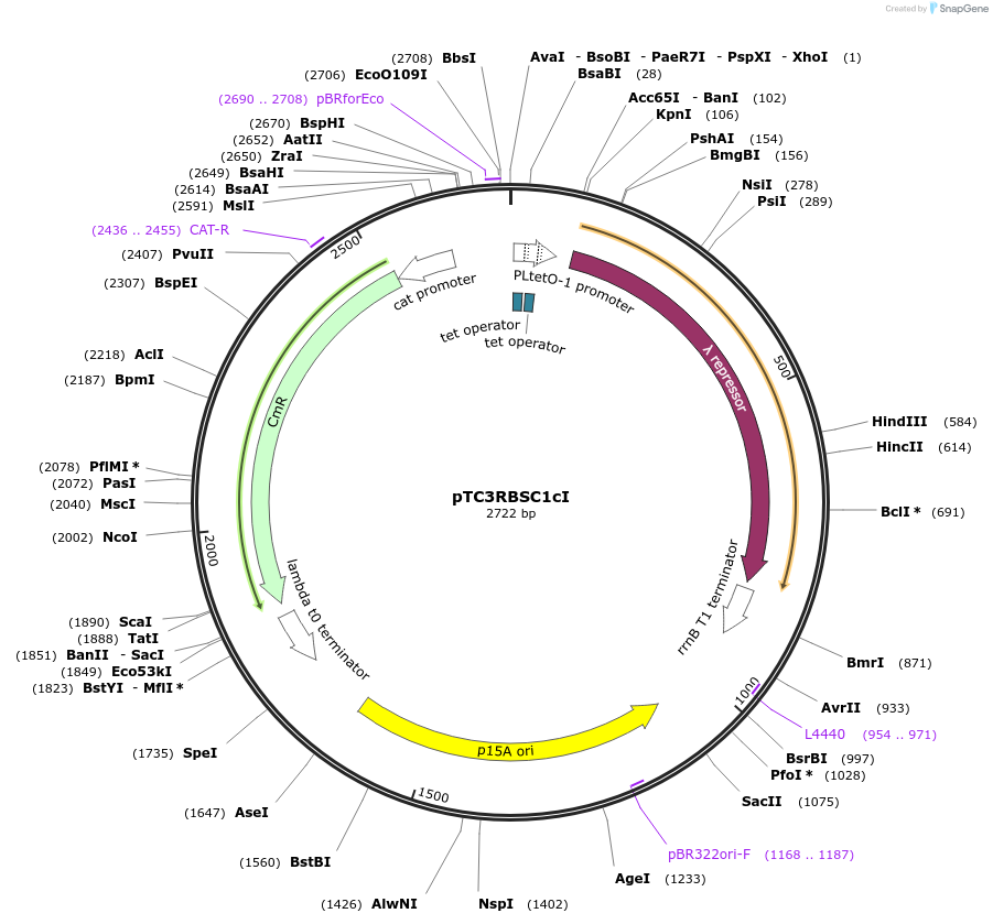 193773-plasmid-map-sequence-id-389811