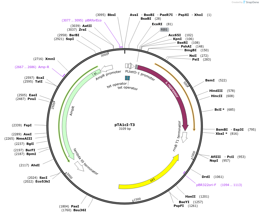 193789-plasmid-map-sequence-id-389812