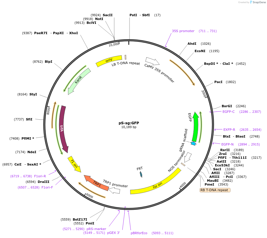 196296-plasmid-map-sequence-id-389821