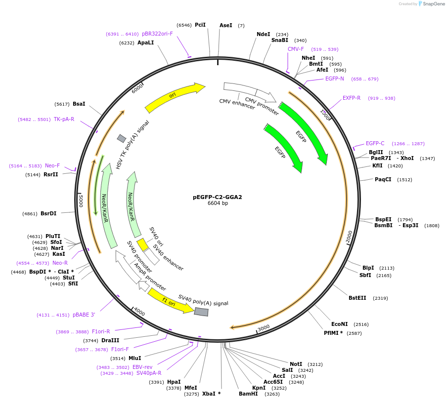 199172-plasmid-map-sequence-id-389822