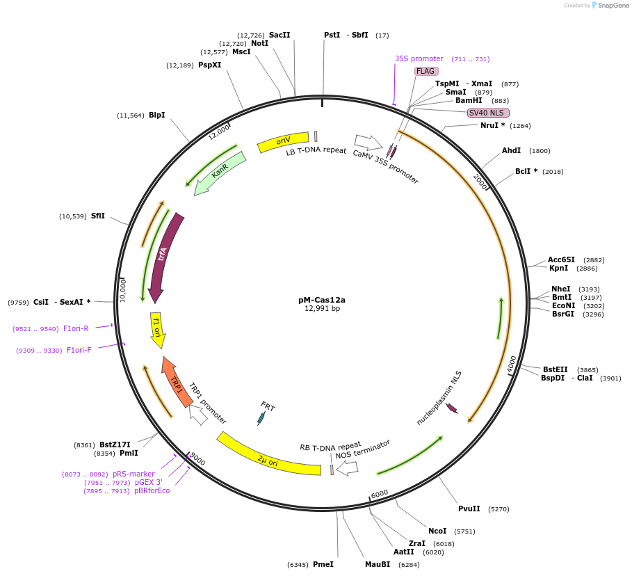 196291-plasmid-map-sequence-id-389824