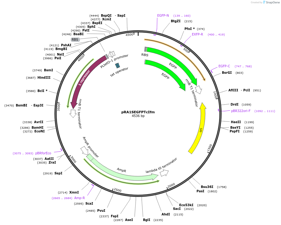 193777-plasmid-map-sequence-id-389829