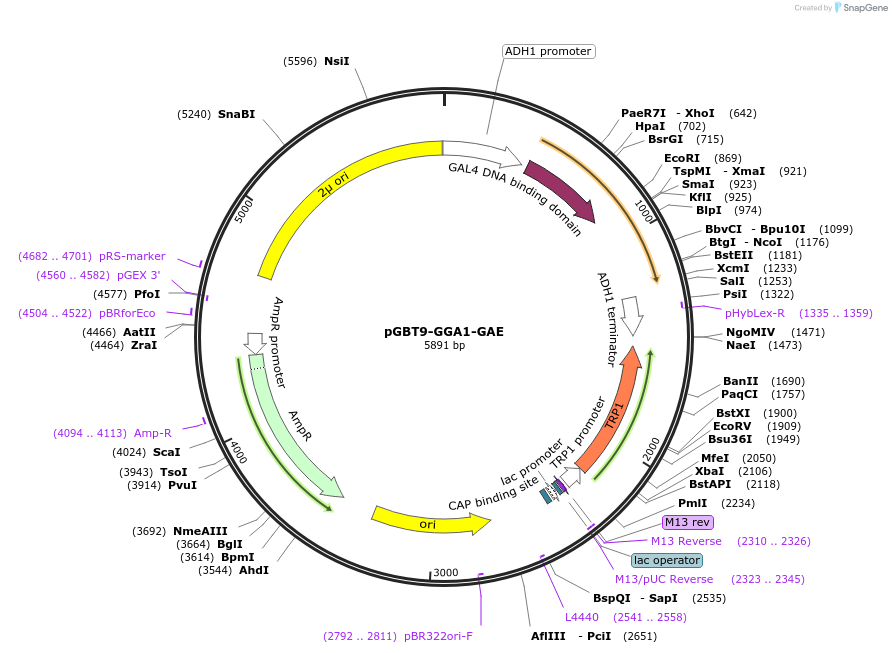 199174-plasmid-map-sequence-id-389831