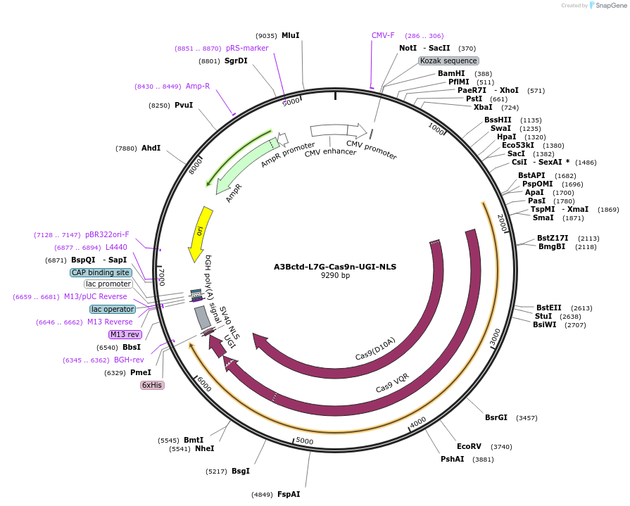 198886-plasmid-map-sequence-id-389835
