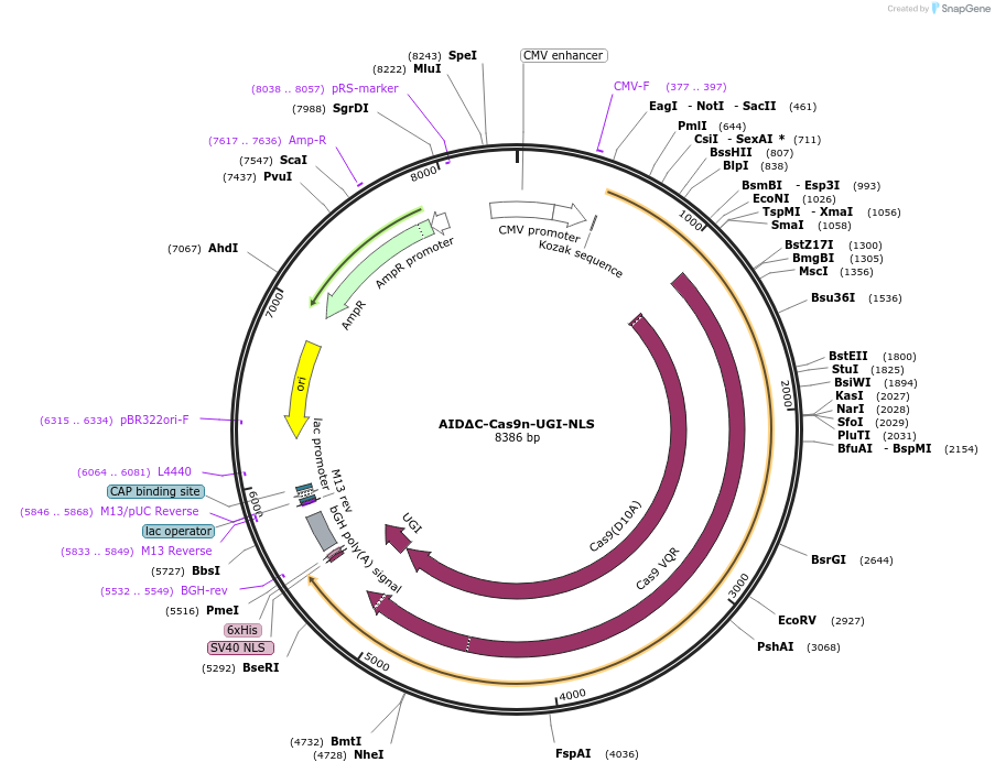 198890-plasmid-map-sequence-id-389840