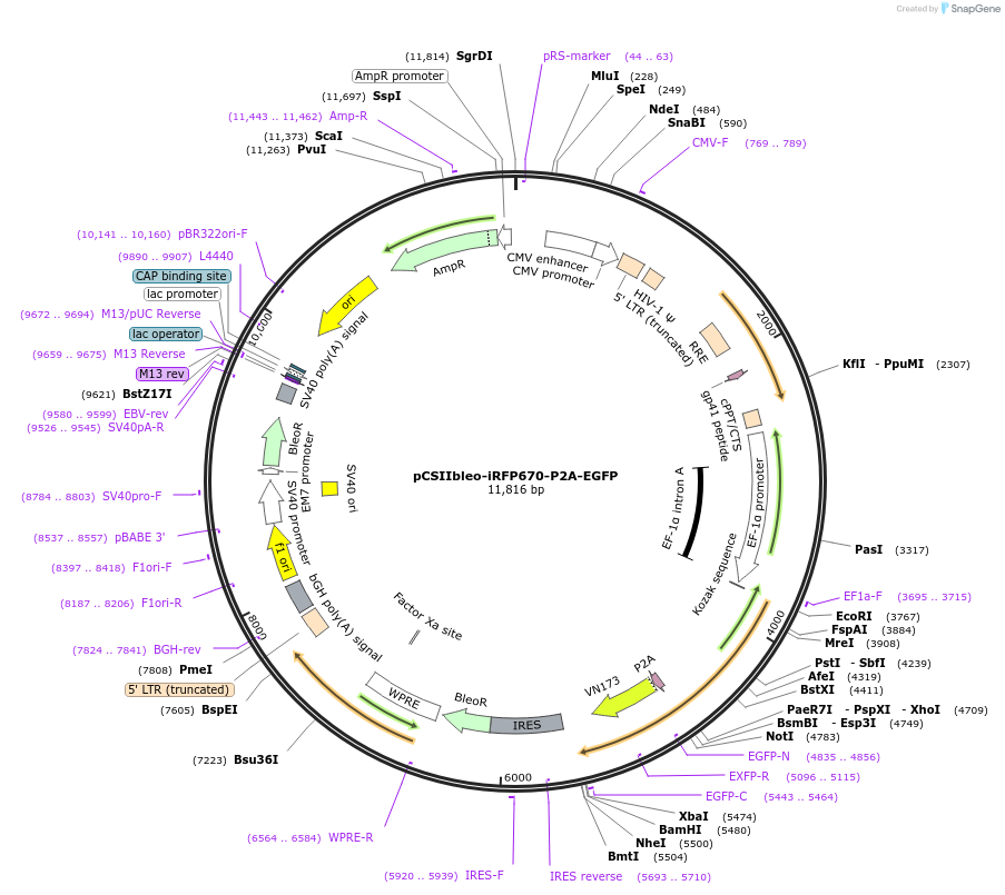 198060-plasmid-map-sequence-id-389841
