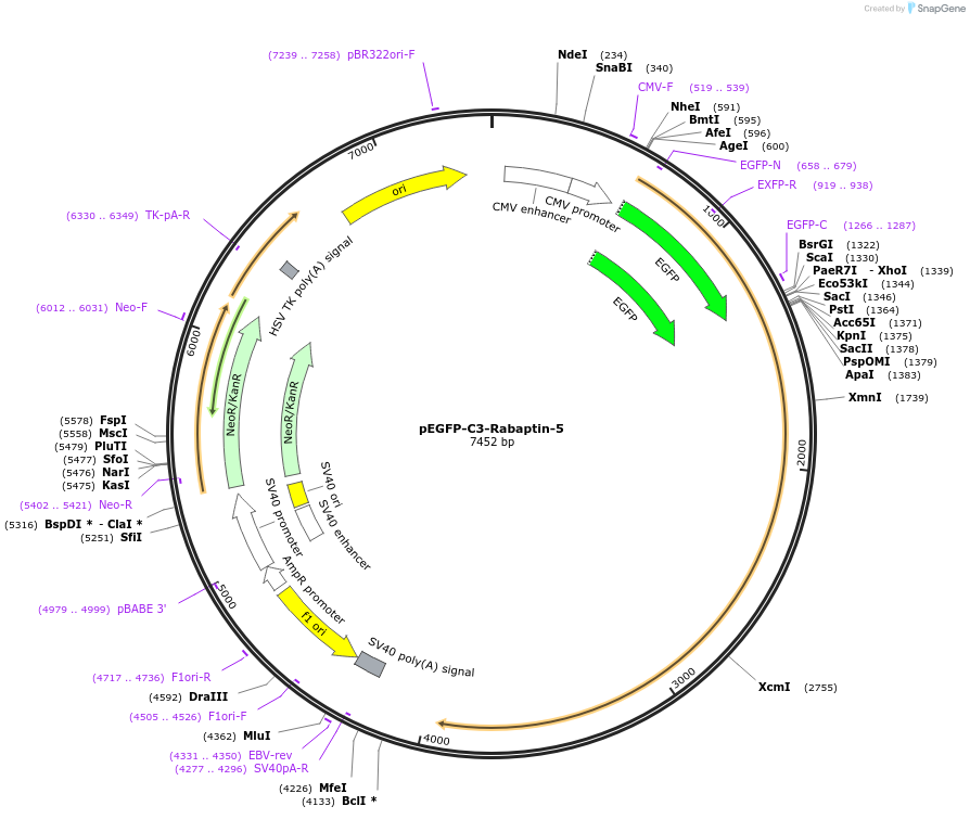 199173-plasmid-map-sequence-id-389842