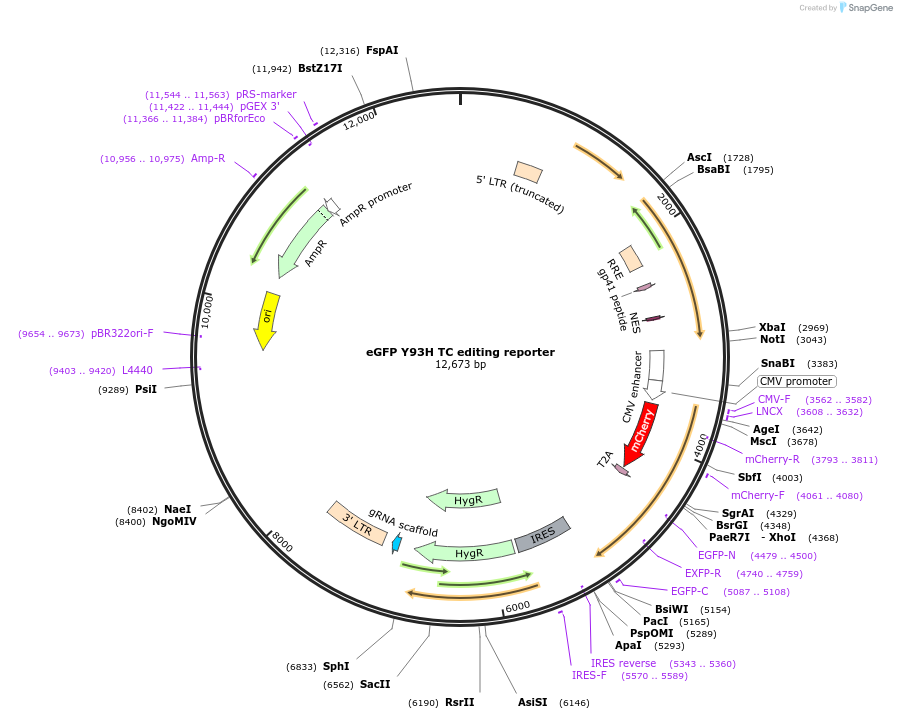 198882-plasmid-map-sequence-id-389848