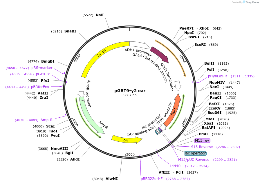 199178-plasmid-map-sequence-id-389850