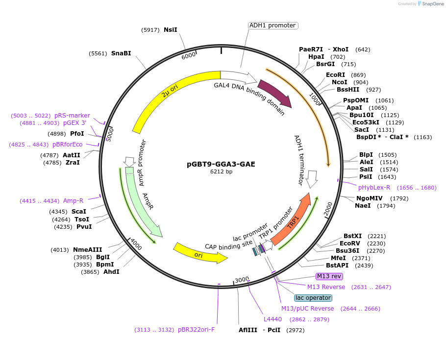 199176-plasmid-map-sequence-id-389855