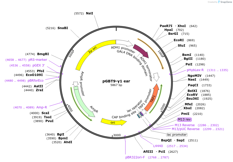 199177-plasmid-map-sequence-id-389857