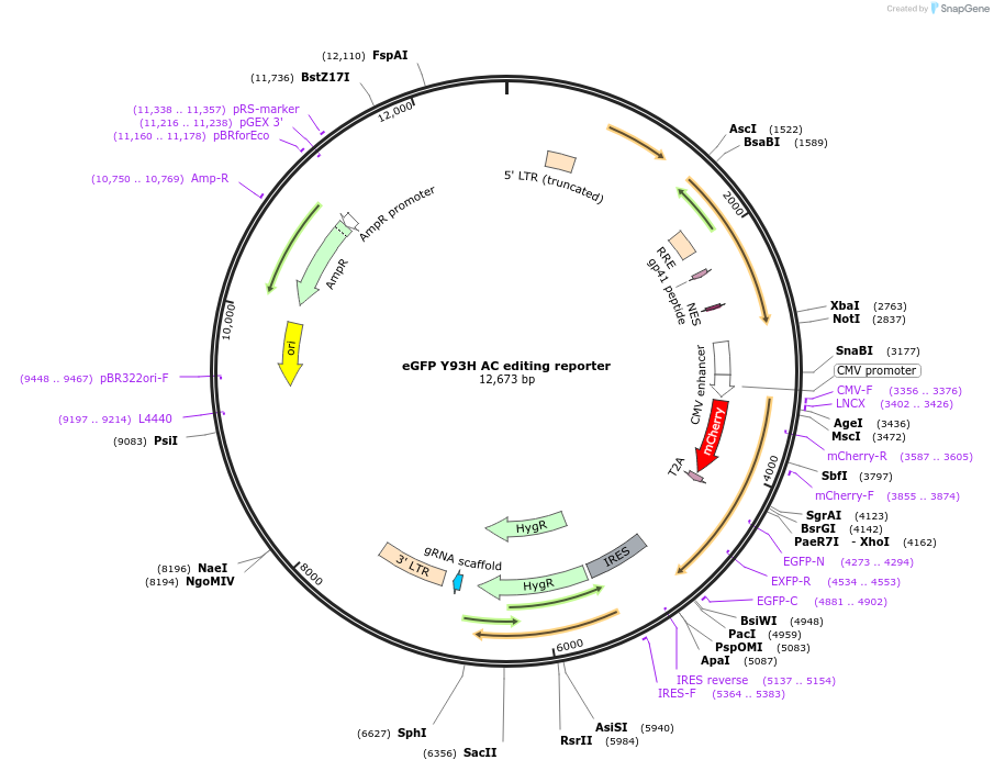 198883-plasmid-map-sequence-id-389859