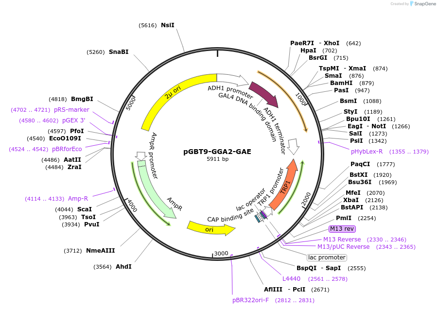 199175-plasmid-map-sequence-id-389860