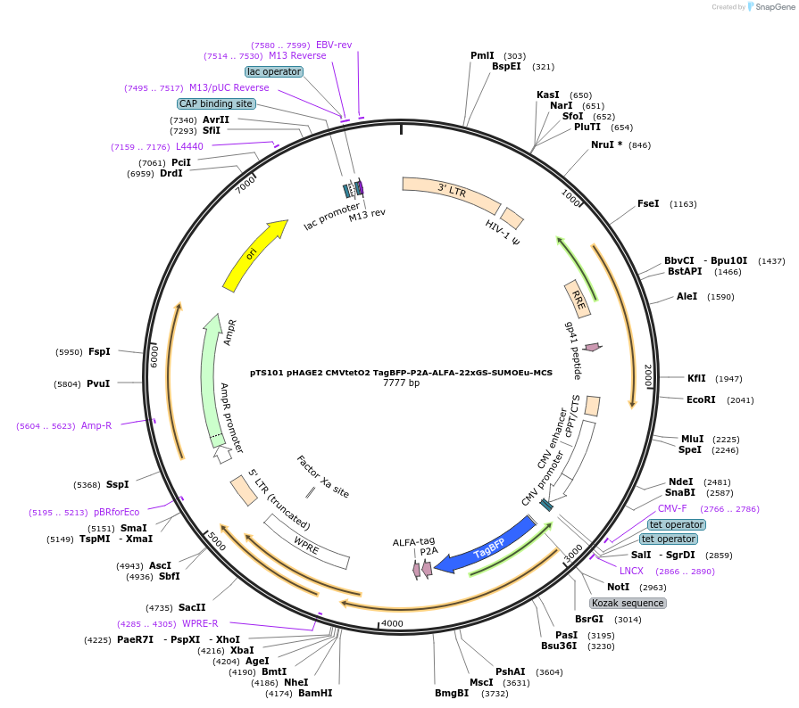 199354-plasmid-map-sequence-id-389904
