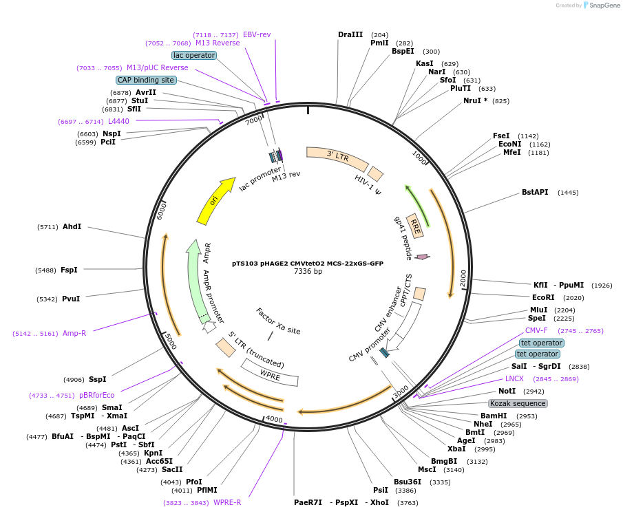 199356-plasmid-map-sequence-id-389905