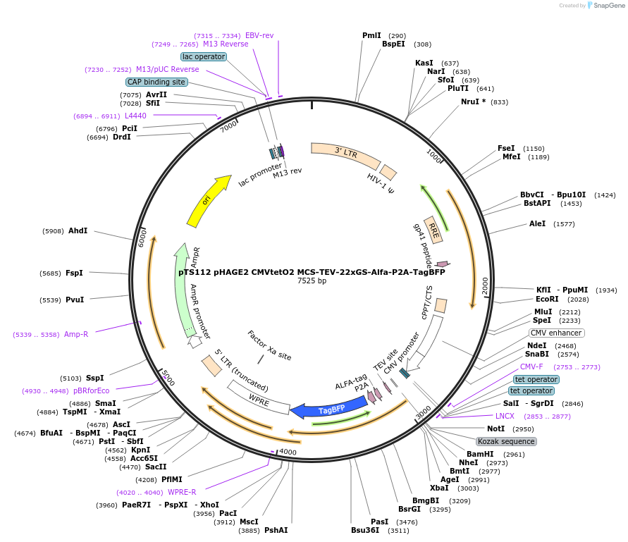 199365-plasmid-map-sequence-id-389906