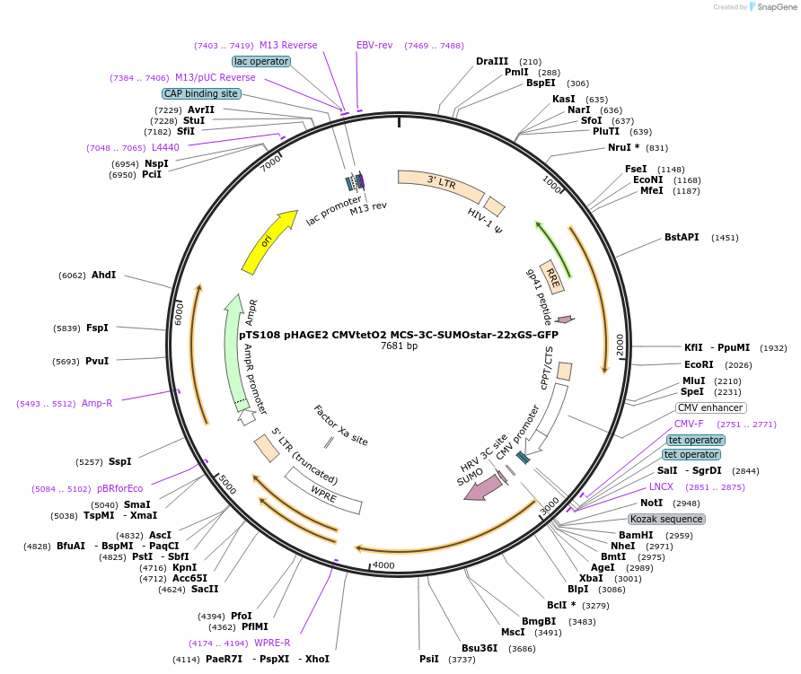 199361-plasmid-map-sequence-id-389916