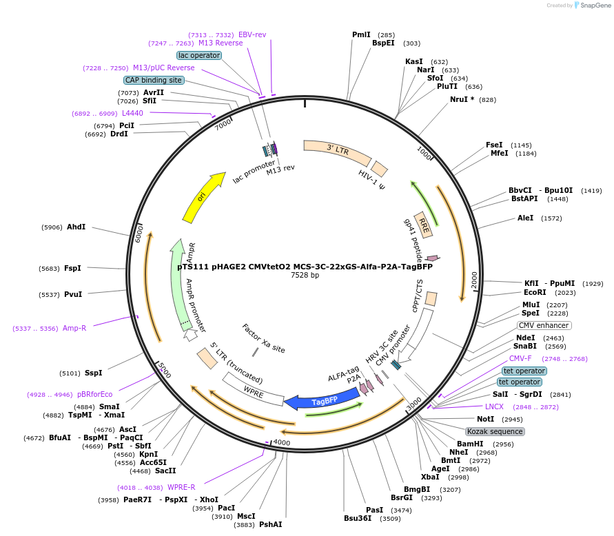199364-plasmid-map-sequence-id-389917