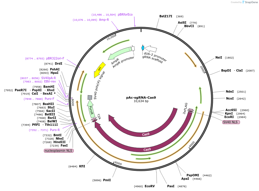 49330-plasmid-map-sequence-id-389919