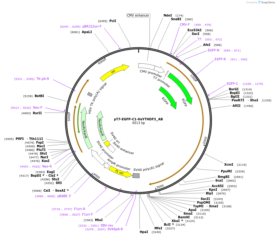 148313-plasmid-map-sequence-id-389938