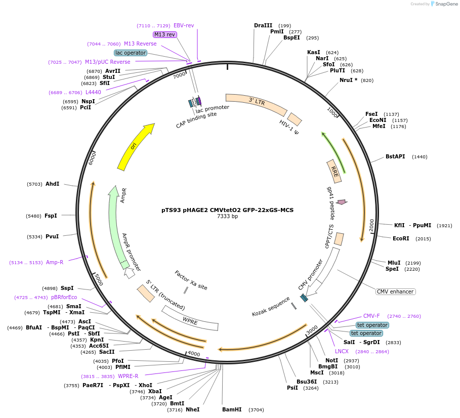 199346-plasmid-map-sequence-id-389946