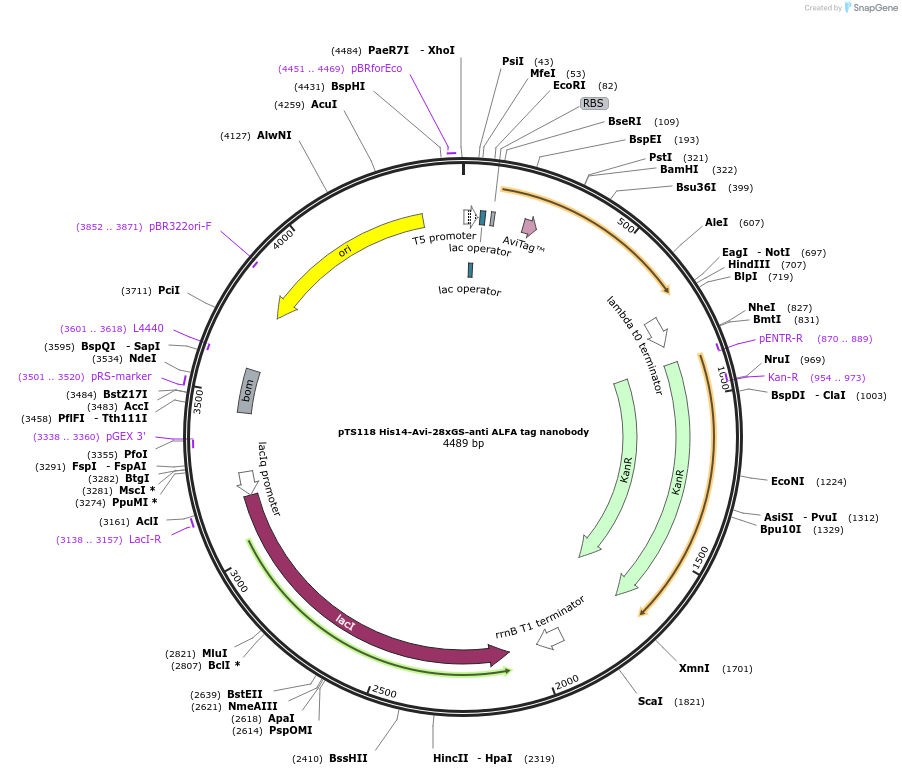 199371-plasmid-map-sequence-id-389948