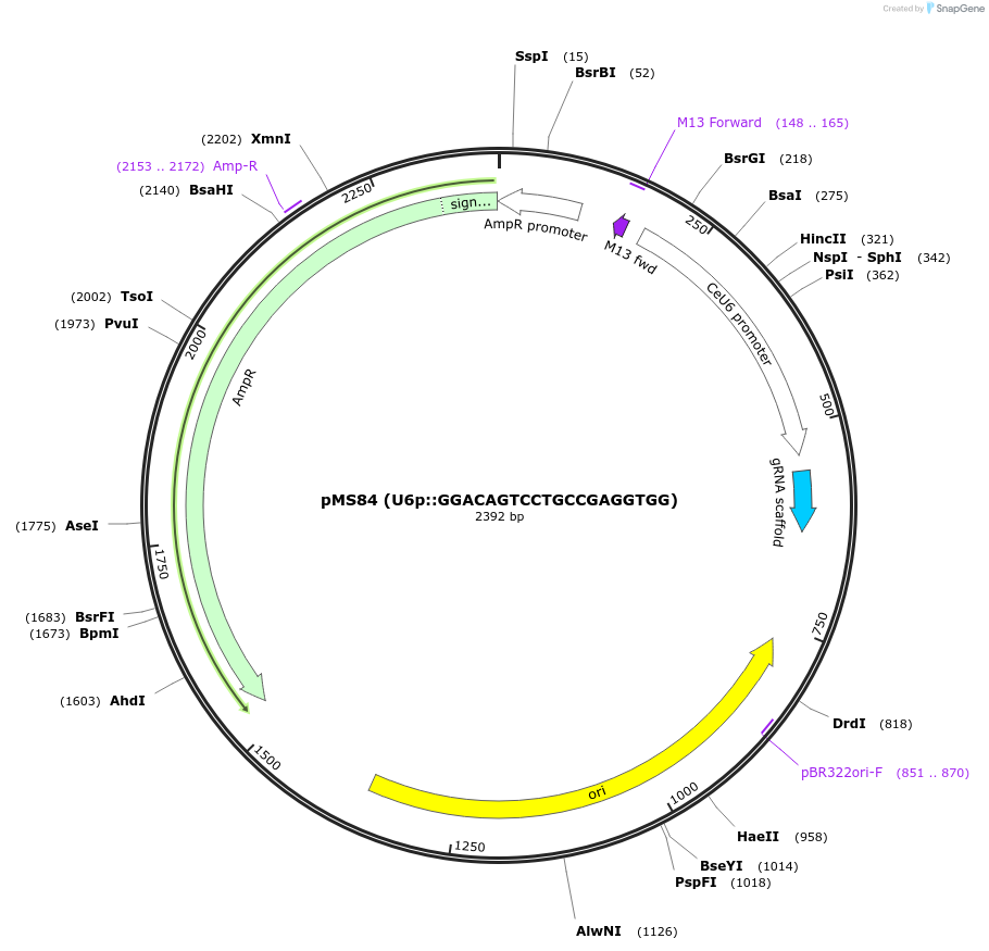 193852-plasmid-map-sequence-id-389953