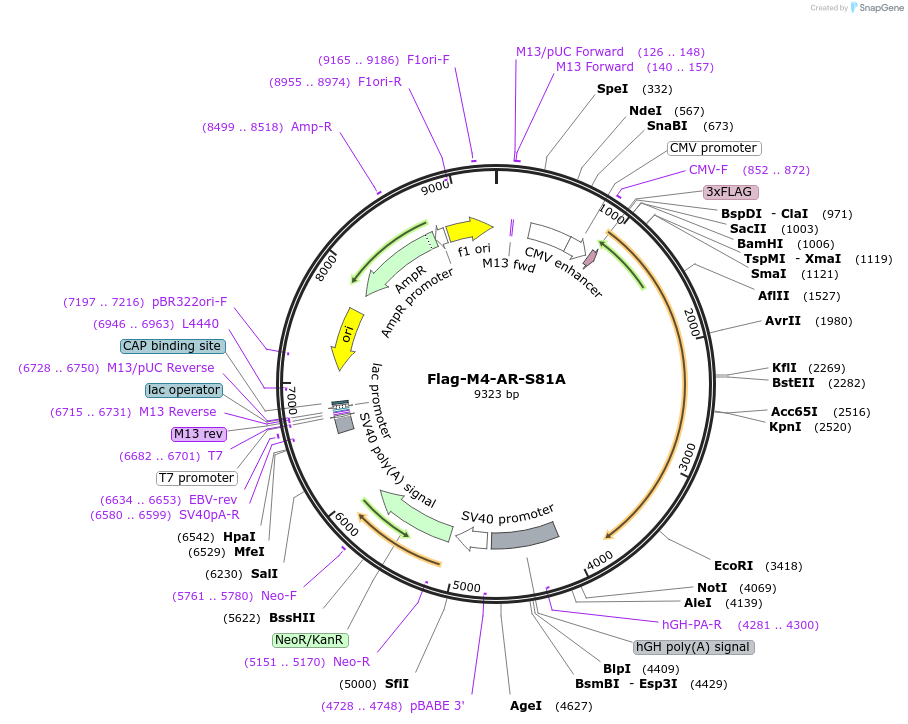 171241-plasmid-map-sequence-id-389976