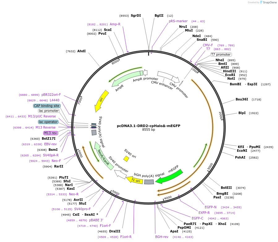 194679-plasmid-map-sequence-id-389997